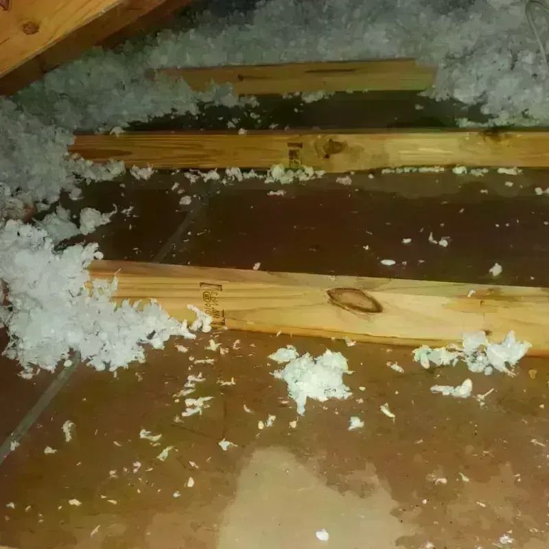 Attic Water Damage in Forest City, IA