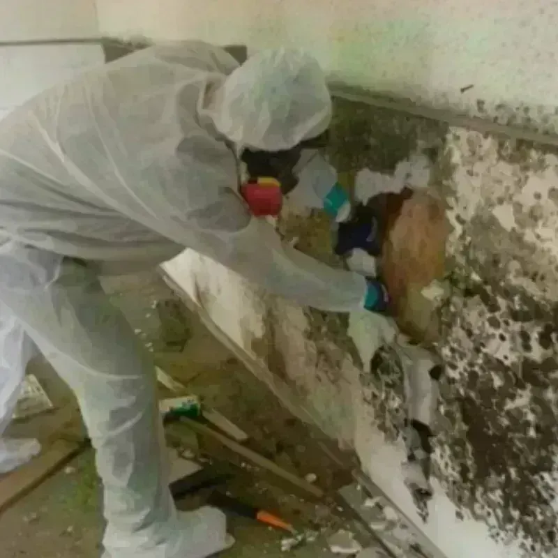 Mold Remediation and Removal in Forest City, IA